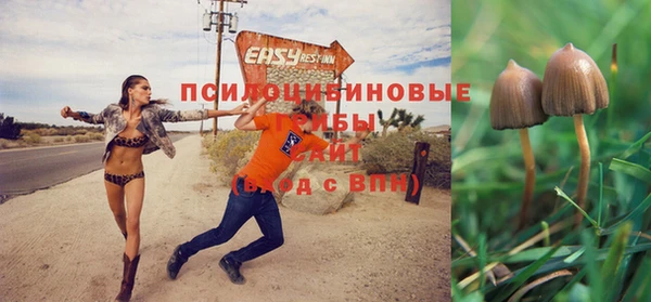 стаф Белокуриха